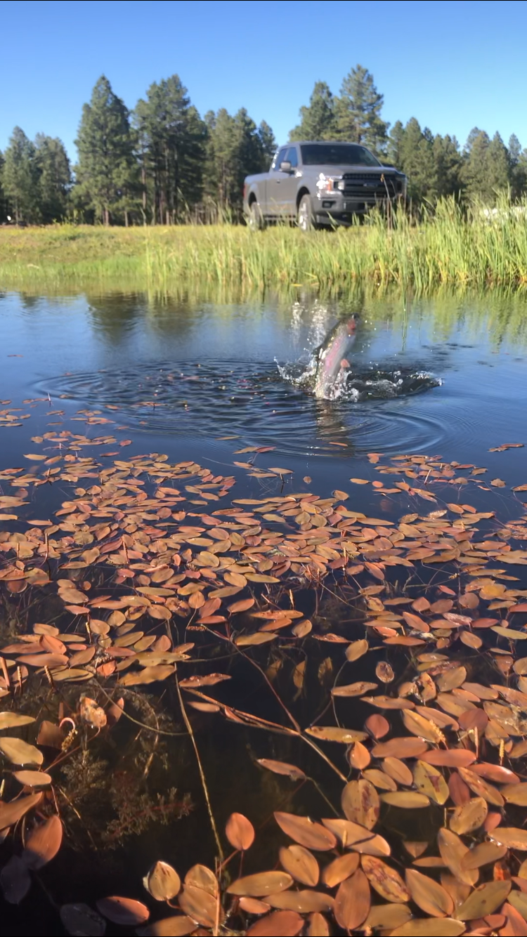 Trout jumping out of the Let-N-Go Ranch pond with truck in background